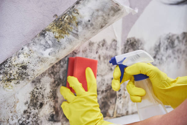 Mold Documentation for Insurance Claims in Anton, TX